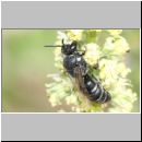 Hylaeus signatus - Maskenbiene m04b fdet10.jpg